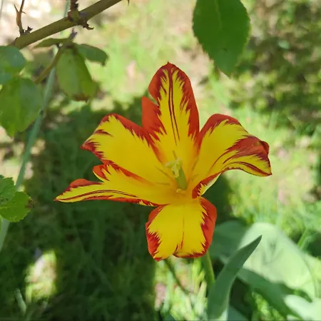 Gemuetliches Gaestehaus Am Park Daire